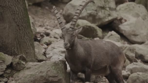 Capricorn in zoo walking — Stock Video