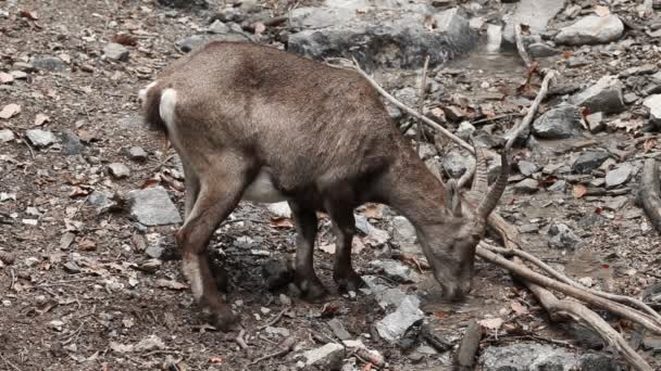 Koziorożec w zoo pitnej wody ze strumienia — Wideo stockowe