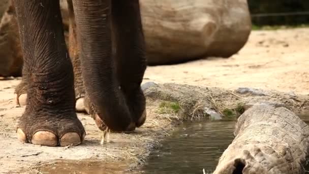 Elefante en el zoológico — Vídeo de stock