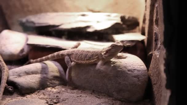 Leguan im Zoo — Stockvideo