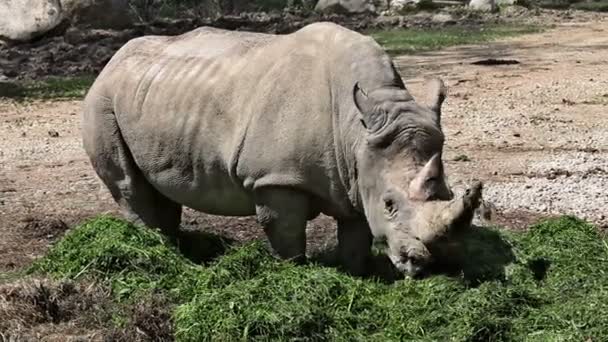 Tiro de um rinoceronte comendo grama — Vídeo de Stock