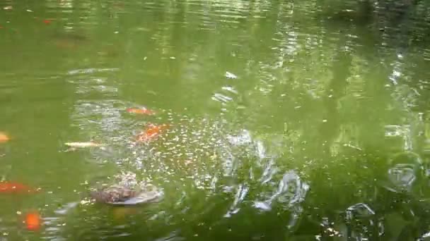 Выстрел рыб, плавающих в пруду — стоковое видео