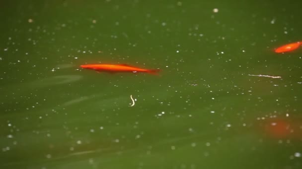 Skott av guld fiskar simmar i dammen — Stockvideo