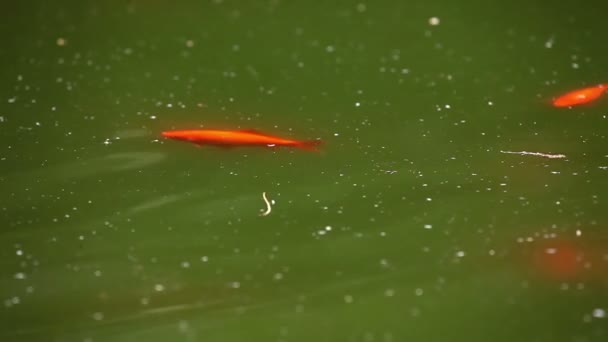 Tiro dos peixes dourados nadando na lagoa — Vídeo de Stock