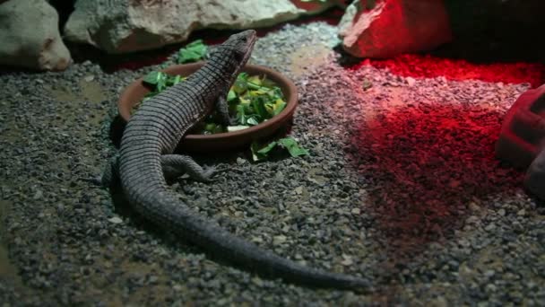 鬣鳞蜥吃沙拉 — 图库视频影像