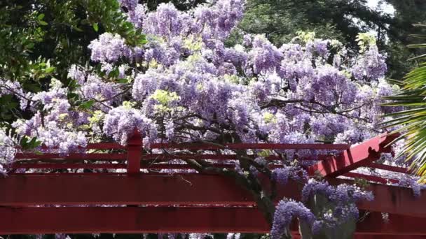 Närbild på den blommande bushen — Stockvideo