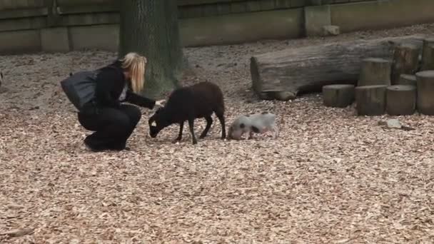 Donna accarezzando maiale selvatico nello zoo, capra nello zoo sdraiato — Video Stock