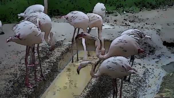 Tiro de flamingos água potável com efeito de desenho animado adicionado — Vídeo de Stock