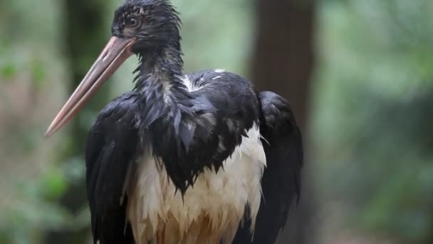 Pássaro no zoológico — Vídeo de Stock