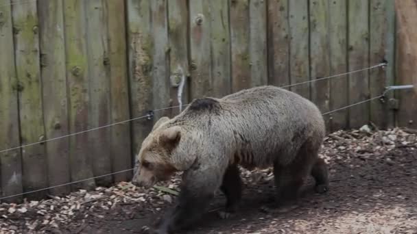 Oso en zoológico caminando — Vídeo de stock