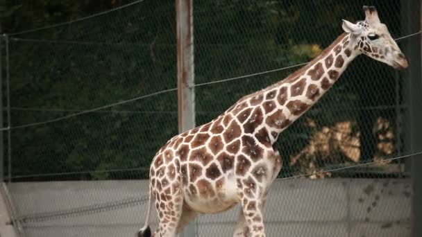 Жираф в зоопарке — стоковое видео