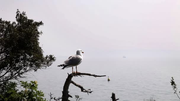 海鸥 seatting 在树枝上的镜头 — 图库视频影像