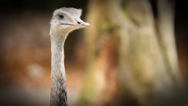 Oiseau autruche en zoo à la recherche — Video