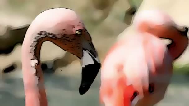 Cartoon effect added to a shot of flamingo walking around — Stock Video