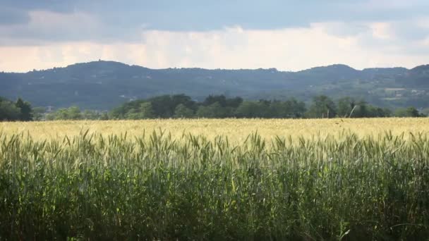 Strzał suchej beli siana toczenia przez pole — Wideo stockowe