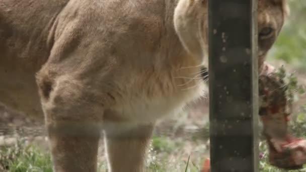 Львица в зоопарке ест — стоковое видео