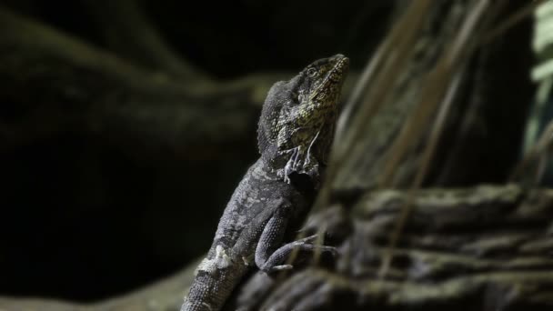 Lagarto de pie en rama y mirando — Vídeo de stock