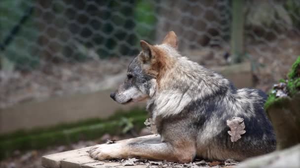 Lobo no zoológico deitado — Vídeo de Stock