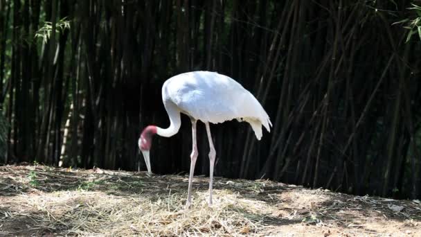 Grote witte vogel met rode kop op zoek naar voedsel — Stockvideo