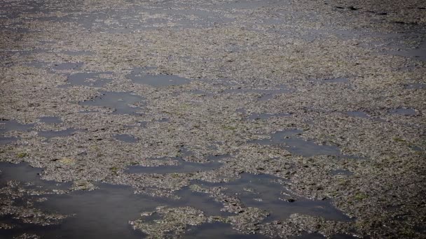 Абстрактный снимок водорослей на воде — стоковое видео