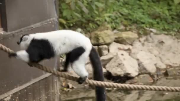 Singe dans le zoo marchant sur la corde 