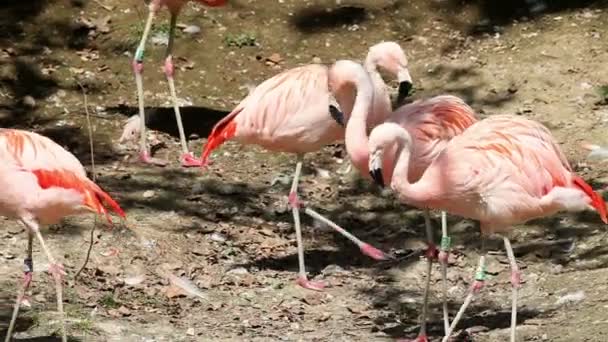 Fenicotteri in giro, in cerca di cibo e mangiare — Video Stock