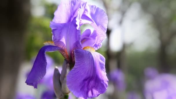 Cerca de la flor de un iris — Vídeos de Stock