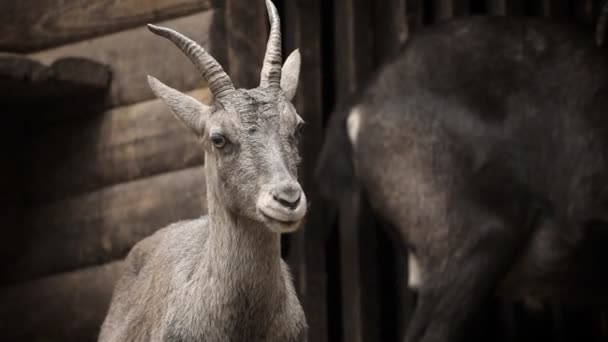 Capricorne au zoo à la recherche 