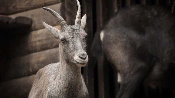 Capricornio en el zoológico buscando — Vídeo de stock