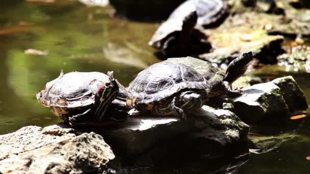 Kayanın üzerinde yürüyen kaplumbağa resmini — Stok video