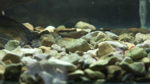 在动物园里的水龟 — 图库视频影像