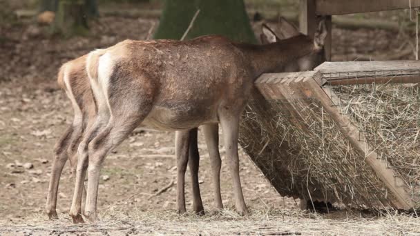 動物園を食べる鹿 — ストック動画