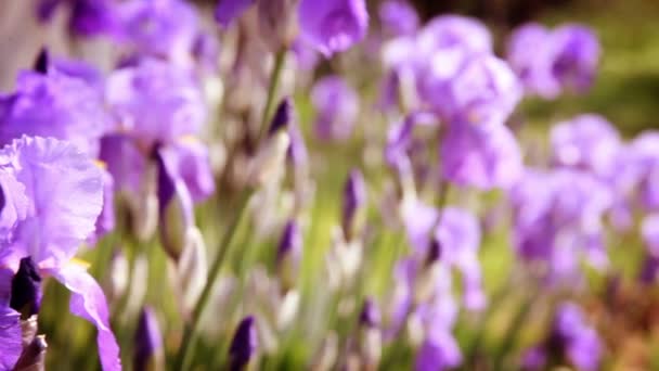 Close up of an iris 's blossom — стоковое видео