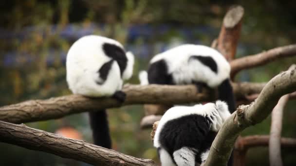 Singes au zoo de Ljubljana . — Video