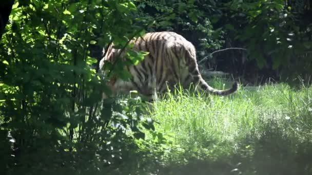 Schuss eines Tigers, der herumläuft — Stockvideo