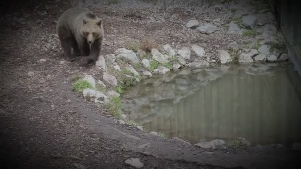 Bär im Zoo spazieren — Stockvideo