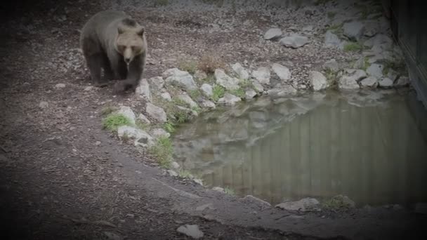 Oso en zoológico caminando — Vídeo de stock