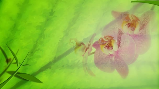 Живые цветы и орхидея на заднем плане — стоковое видео