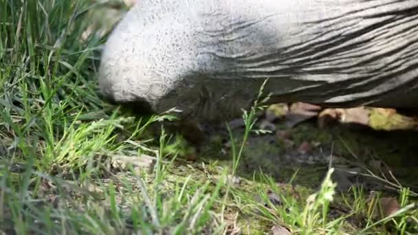 Cerrar od una cabeza de tortuga mientras su comer hierba — Vídeos de Stock