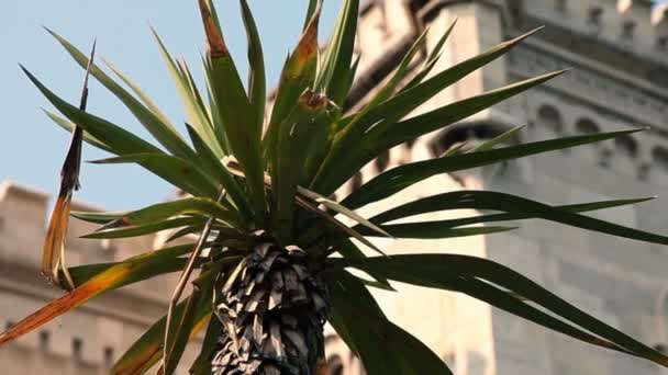 Zoom out of palm tree in front of the castle — Stock Video