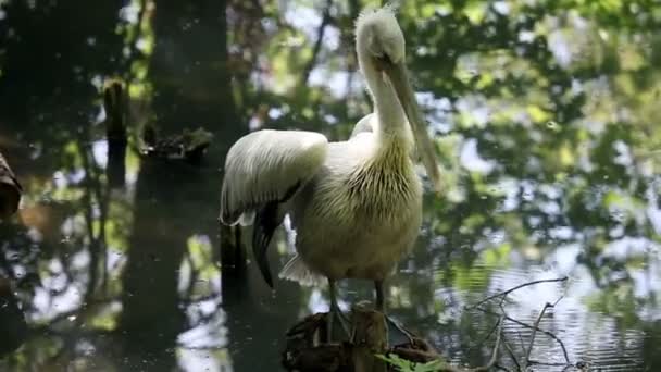 Pelikaan schoonmaken zijn veren — Stockvideo