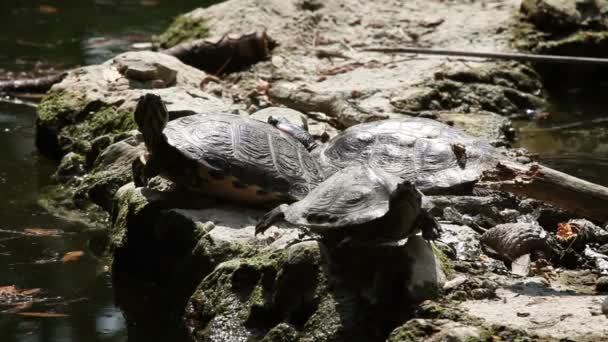 Shot of the turtle walking on the rock — Stock Video