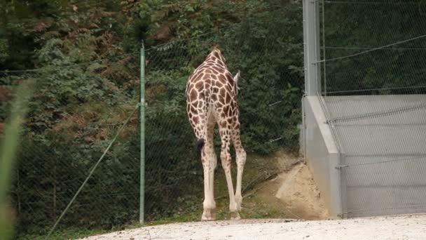 Jirafa en zoológico — Vídeo de stock