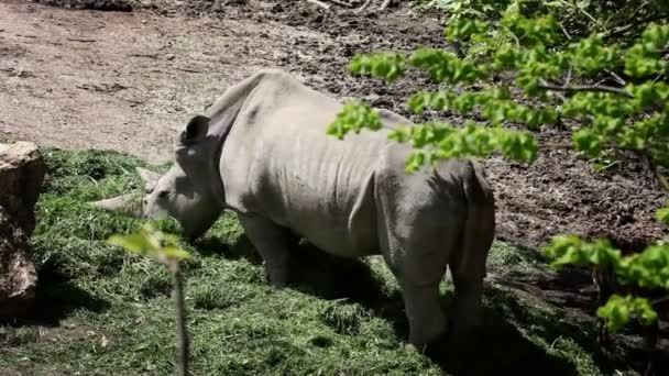 Tiro de rinoceronte comiendo hierba — Vídeo de stock