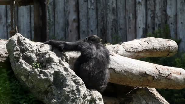 Singe marchant autour des arbres, des branches et des rochers — Video