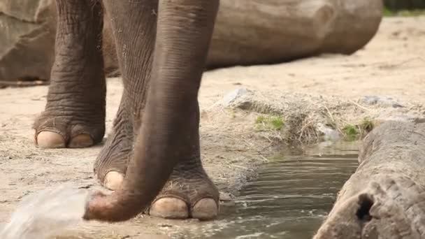 Elefante en el zoológico — Vídeo de stock