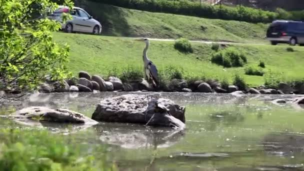 Voitures conduisant par héron en safari — Video