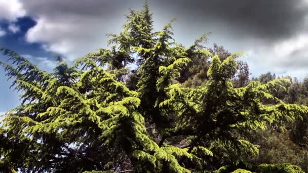 背後にある美しい雲の針葉樹のショット — ストック動画