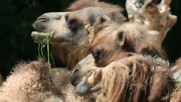 Tournage de chameaux mangeant de l'herbe — Video