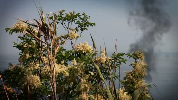 Still shot of burning blossom plant — Stock Video